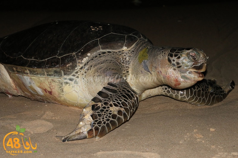 sol7aafffaha (20).JPG